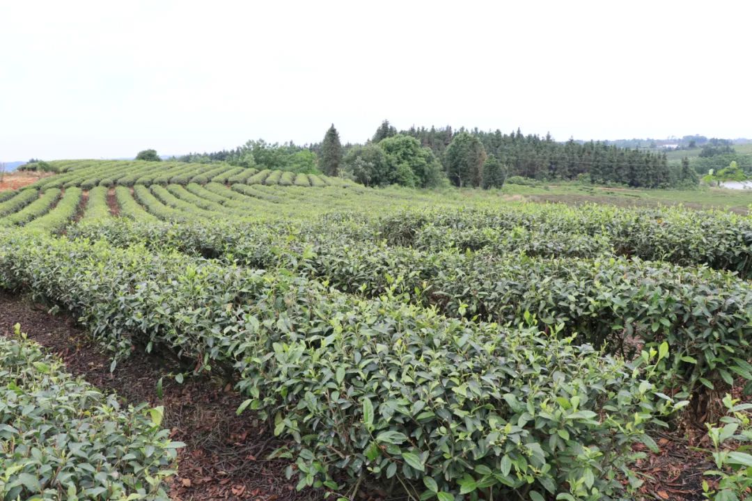 5webwxgetmsgimg.jpg 5webwxgetmsgimg.jpg